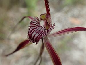 Caladenia chapmanii labellum