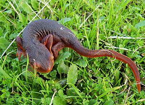 California newt