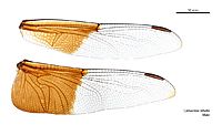 Camacinia othello male wings (34927974221)