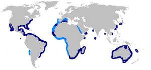 World map with dark blue shading from off New England to southern Brazil, in spots along northwestern African and in the Indian Ocean, around southern Africa, off Japan and China, all around Australia, and around Baja California, and light blue shading from Spain to southern Africa, including the western Mediterranean, and off northern Chila
