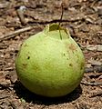 Careya arborea (Wild guava)fruit in Narsapur forest, AP W IMG 0148