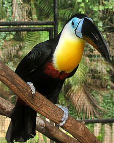 Channel-billed toucan t t