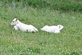 Chillingham Wild Cattle calves near the hemmel