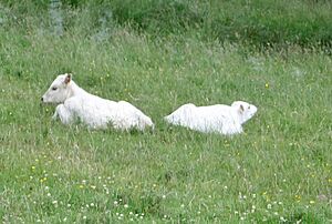 Chillingham Wild Cattle calves near the hemmel