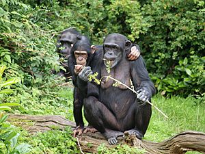 Chimpanzees Chester Zoo