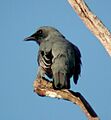 Cicadabird male Kobble