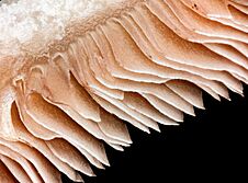 Close-up cross section of mushroom