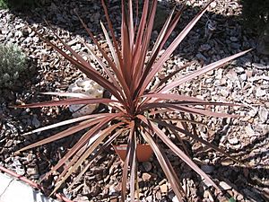 Cordyline australis 'Red Star' 01