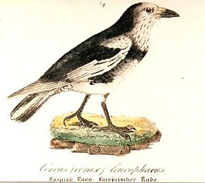 Corvus corax varius morpha leucophaeus