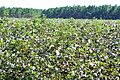 Cotton field, Ware County, GA, US