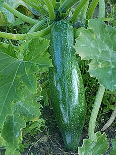 Courgette J1