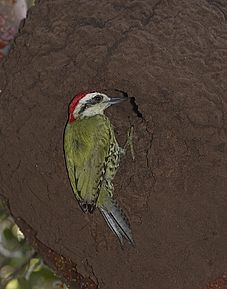 Cuban Green Woodpecker (Xiphidiopicus percussus) (12793061613)