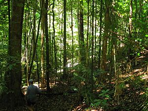 Daintree Rainforest 3