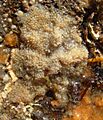 Dysidea fragilis 4058a
