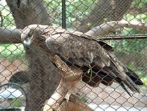 Eagle Lahore Zoo June302005