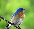 Eastern Bluebird (17103041037)
