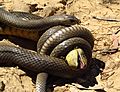 Eastern Brown Snake eating an Eastern Blue tongue. (8235991265)