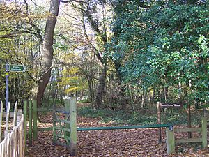 Eastern Entrance to Levan Strice Wood, Wigmore - geograph.org.uk - 1043767.jpg