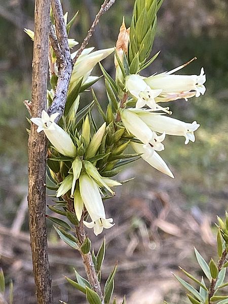 Epacris calvertiana var. calvertiana ANBG