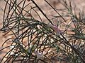 Eremophila oppositifolia angustifolia