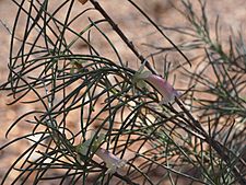 Eremophila oppositifolia angustifolia