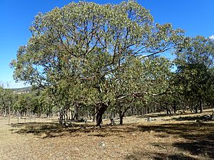 Eucalyptus banksii habit.jpg