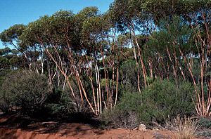 Eucalyptus cerasiformis habit.jpg
