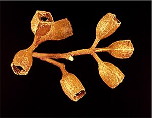 Eucalyptus gittinsii fruit