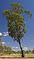Eucalyptus melliodora 1