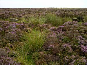 Eyam Moor from Wet Withens Stone Circle
