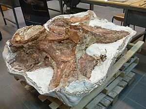 Fósiles del titanosauria del Chubut en el Museo Egidio Feruglio de Trelew 20