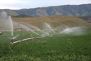 Field west of Glenwood, Sevier County, UT, showing irrigation