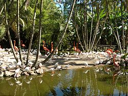 Flamingo-gardens.jpg