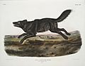 FloridaBlackWolf