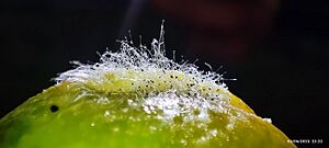 Fungal mold growing on the surface lemon