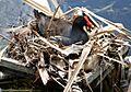 Gallinula galeata female nest