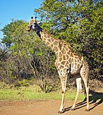 Giraffa camelopardalis -Zambia-8.jpg