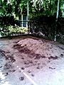 Grave maududi