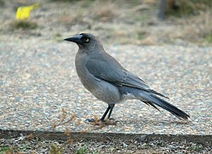 dark grey crow-like bird walking on pebbled path