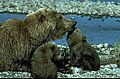 Grizzly1