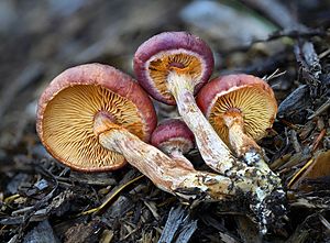 Gymnopilus luteofolius Washington gills