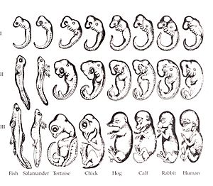 Haeckel drawings