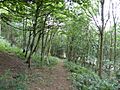 Harby Hill Wood 4