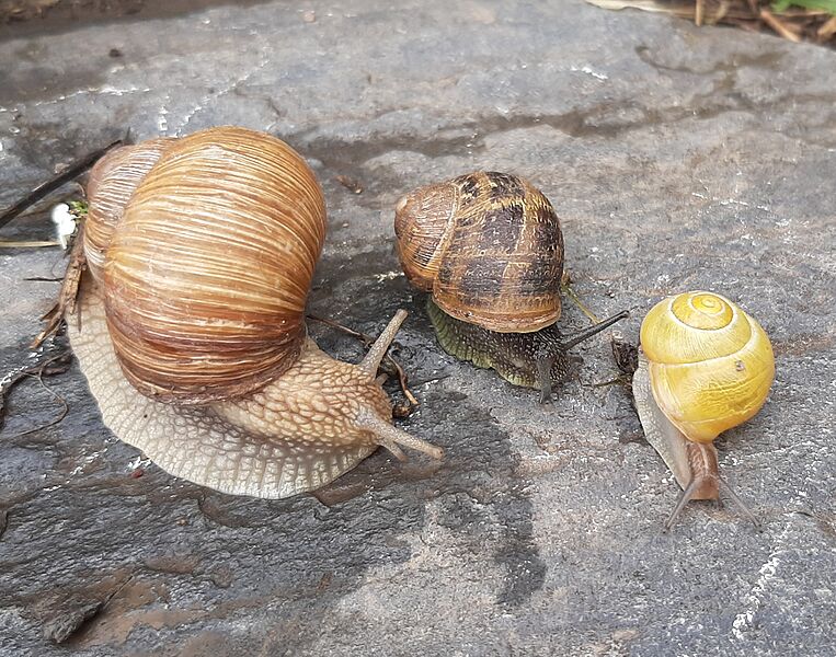Helicinae representatives (cropped)