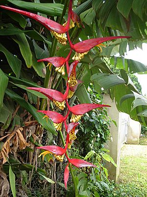 Heliconia collinsiana var. collinsiana.jpg