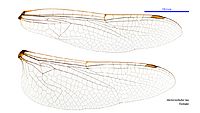 Hemicordulia tau female wings (34248911003)