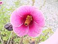Hibiscus cisplatinus 1