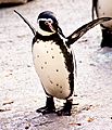 Humboldt Penguin Spheniscus humboldti Newquay Zoo