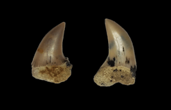 Isurus planus teeth