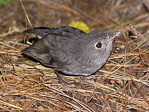 Juvenile NZ Robin